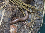 FZ004317 Slow worm in compost heap.jpg